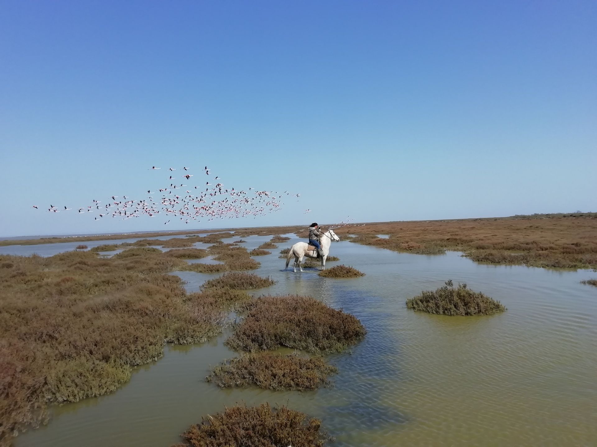 Balade équestre au milieu des flamants roses en Camargue - La Fadaise, Saintes-Maries-de-la-Mer Cavalier à cheval traversant les marais de Camargue entouré de flamants roses en vol, avec La Fadaise, Saintes-Maries-de-la-Mer.