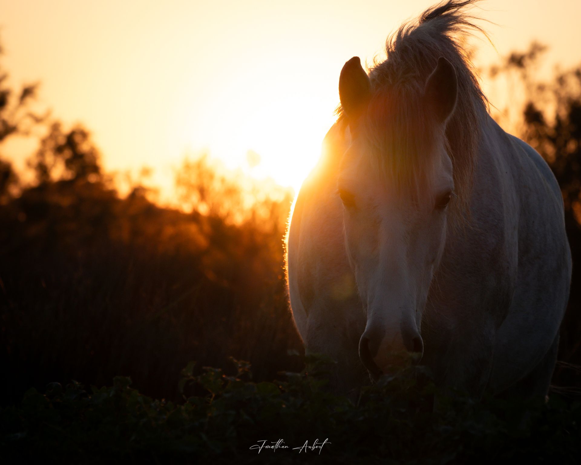 Cheval camarguais au coucher du soleil - Photographie La Fadaise, Saintes-Maries-de-la-Mer Cheval camarguais au coucher du soleil, capturé en Camargue avec La Fadaise, Saintes-Maries-de-la-Mer.